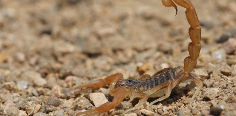 Emite SSO recomendaciones contra picaduras de alacrán