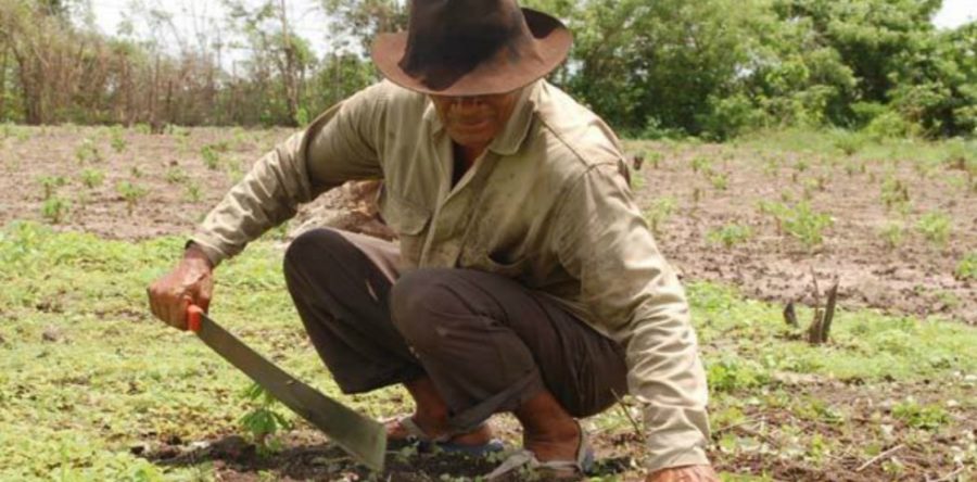 La Ciudad de México es donde menos se paga a trabajadores del campo