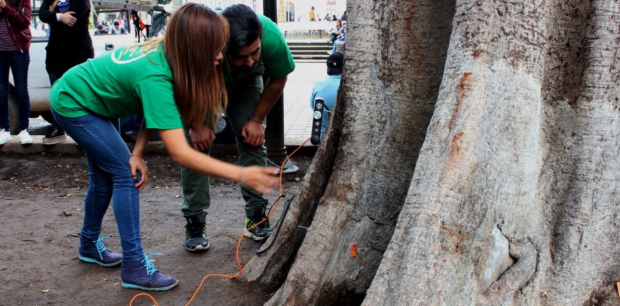 Municipio Capitalino salvaguarda y protege el arbolado de la Verde Antequera