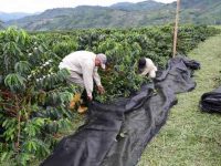 Productores arman el plan de rescate del café