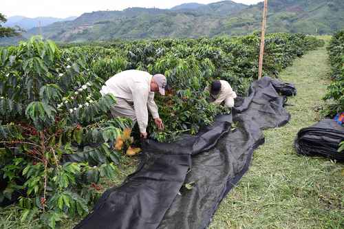 Productores arman el plan de rescate del café