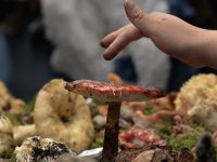 Pásele, pásele, estas son las 18 plantas medicinales aprobadas por Cofepris para su venta