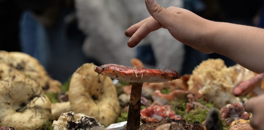 Pásele, pásele, estas son las 18 plantas medicinales aprobadas por Cofepris para su venta