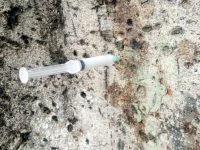 Continúa atención al laurel de la India del zócalo