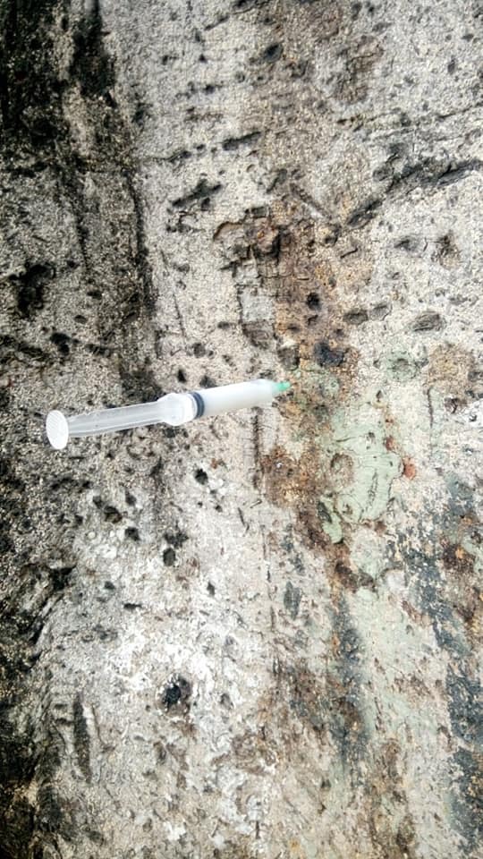 Continúa atención al laurel de la India del zócalo