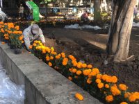 Ambientalistas rechazan la siembra de cempasúchil en las Jardineras del Zócalo