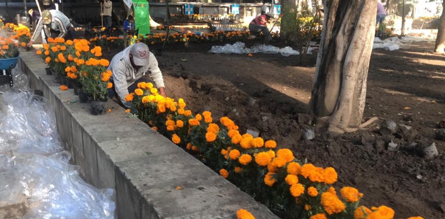 Ambientalistas rechazan la siembra de cempasúchil en las Jardineras del Zócalo