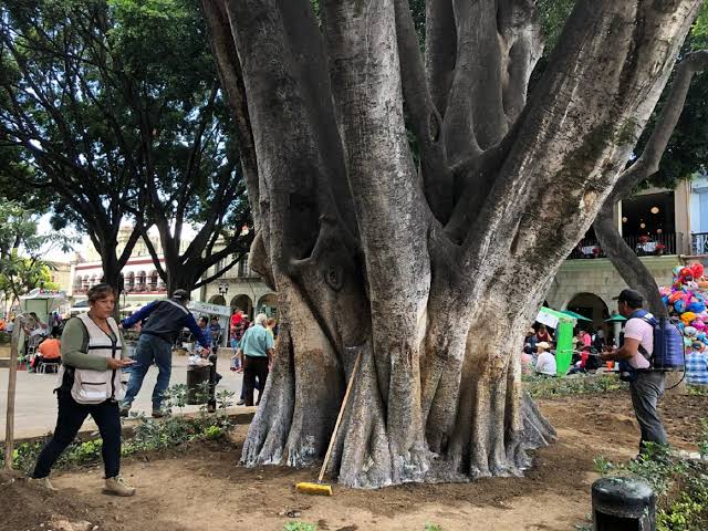 Agoniza laurel emblemático de la capital de Oaxaca