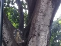 Plasman imagen de Virgen de la Soledad a laurel emblemático que se encuentra en agonía