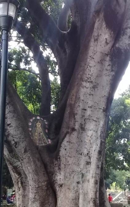 Plasman imagen de Virgen de la Soledad a laurel emblemático que se encuentra en agonía