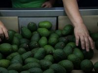 APEAM anuncia que no cosechará ni exportará más aguacate por productores ‘pirata’
