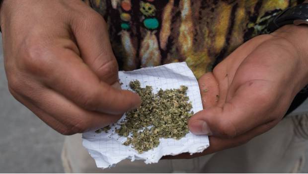 Advierte Cofepris que no habrá permisos “automáticos” para mariguana lúdica