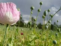 Aumentan 5 mil 400 hectáreas de cultivo de amapola en México