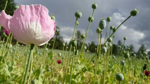 Aumentan 5 mil 400 hectáreas de cultivo de amapola en México