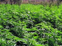 Cofepris recibe 615 solicitudes para cultivar y consumir mariguana