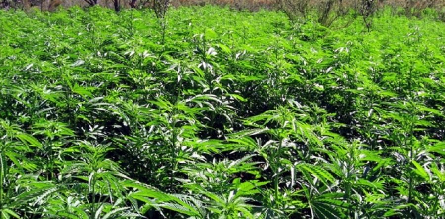 Cofepris recibe 615 solicitudes para cultivar y consumir mariguana