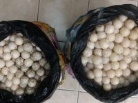 Detiene Policía Estatal a mujer en la Costa, llevaba 2 mil huevos de tortuga