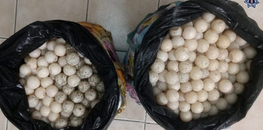 Detiene Policía Estatal a mujer en la Costa, llevaba 2 mil huevos de tortuga