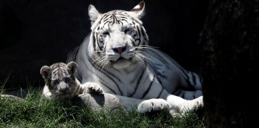 Se extingue 60% de la vida animal en menos de medio siglo: WWF