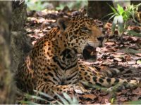 Piden protección del jaguar en proyecto de Tren Maya