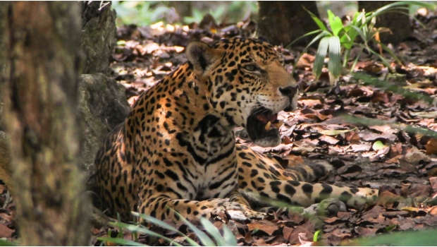 Piden protección del jaguar en proyecto de Tren Maya