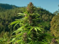 Habrá en México una Cámara de la Industria del Cannabis