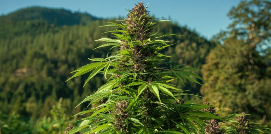 Habrá en México una Cámara de la Industria del Cannabis