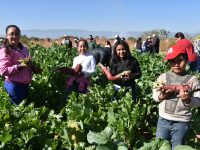 Se suman niñas y niños a la tradicional Noche de Rábanos