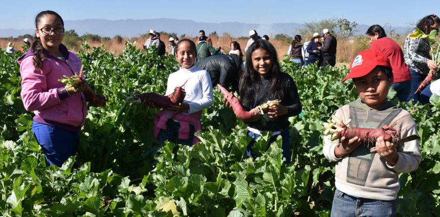 Se suman niñas y niños a la tradicional Noche de Rábanos