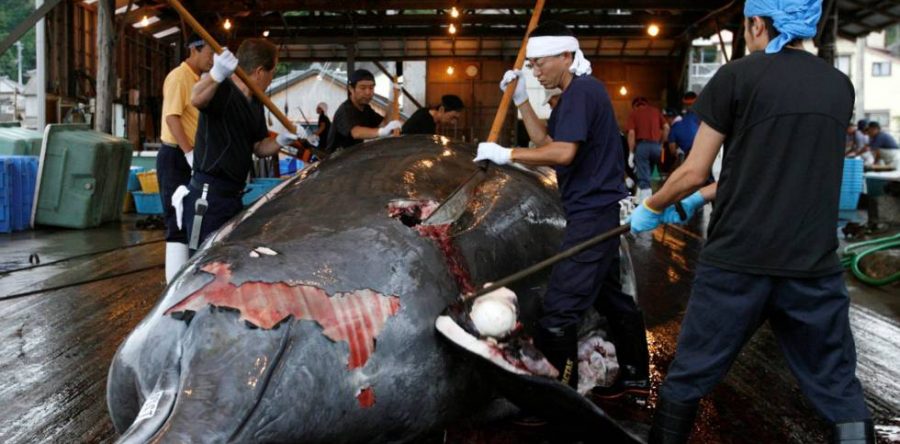 Japón reanudará la caza comercial de ballenas en 2019