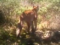 Avistan puma en Mitla