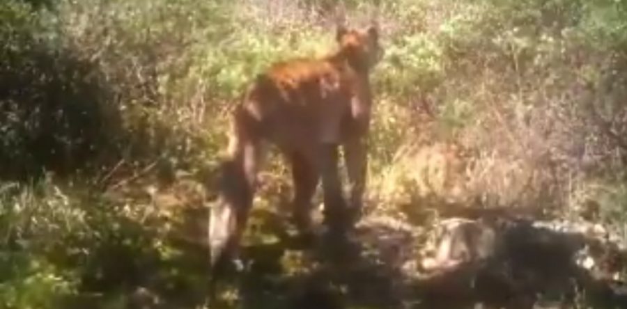 Avistan puma en Mitla