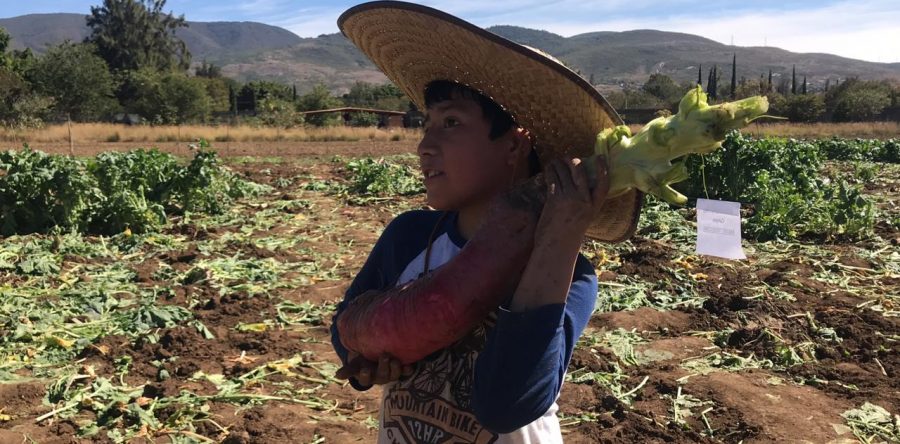 Concluye la cosecha de rábanos para el concurso del 23 de diciembre