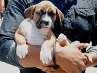 Salvaguardará Gobierno Municipal derechos e integridad de todos los seres sintientes