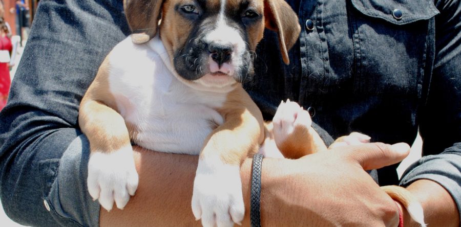 Salvaguardará Gobierno Municipal derechos e integridad de todos los seres sintientes