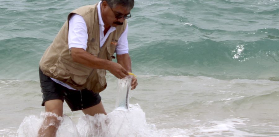 En Puerto Ángel, Huatulco y Puerto Escondido, playas limpias y sustentables: SSO