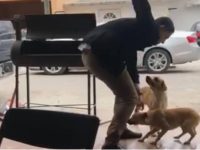 Indigna ataque con navaja a perro en Piedras Negras