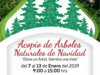 Inicia campaña de acopio de árboles naturales  de navidad para reciclaje: Semaedeso