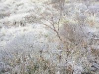 Se mantendrán bajas temperaturas y Evento Norte en Oaxaca: CEPCO