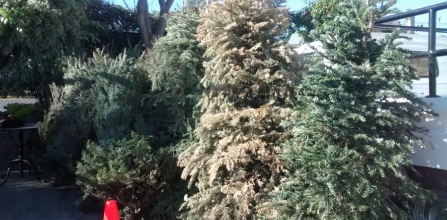 Concluye Semaedeso acopio de árboles naturales de navidad