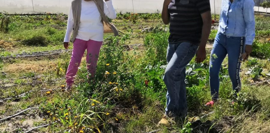 Cultivan internas de Tanivet hortalizas y las comercializan al público
