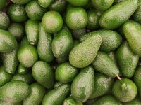 Aguacateros de Michoacán garantizan entrega del fruto en EU pese a desabasto de combustible