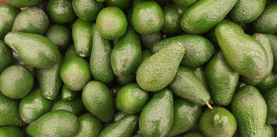 Aguacateros de Michoacán garantizan entrega del fruto en EU pese a desabasto de combustible