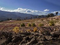 Atacan a balazos a campesinos en la región de la Mixteca; reportan tres muertos
