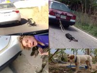 Aumentan denuncias de violencia contra animales; ninguna ha procedido