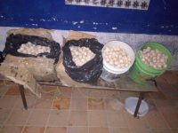 Transportaba al menos 3 mil huevos de tortuga, fue detenida en el Istmo