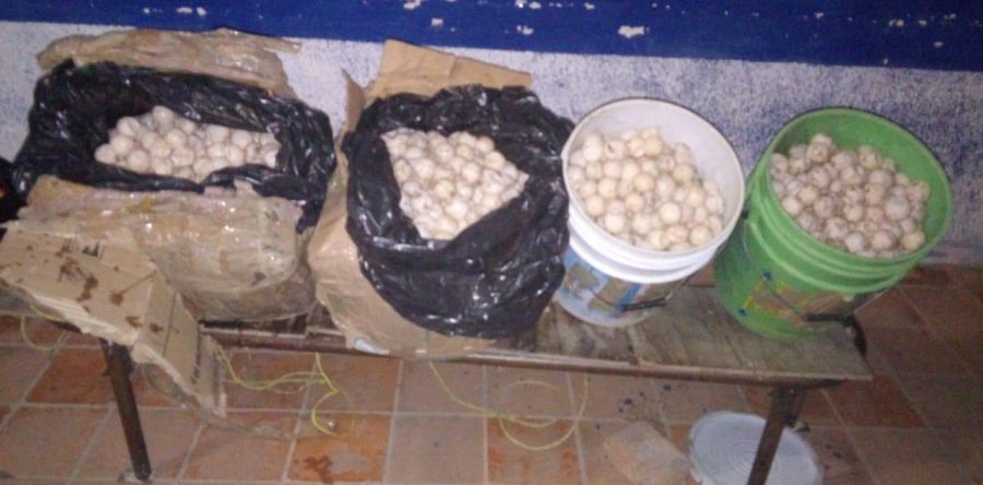 Transportaba al menos 3 mil huevos de tortuga, fue detenida en el Istmo