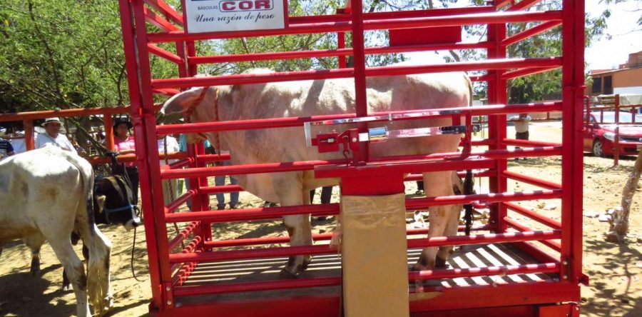 Sedapa entrega báscula de ganado mayor a baratillo de la Villa de Zaachila