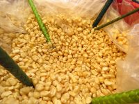 Esperan productores de maíz un rendimiento del 15% más en cosechas