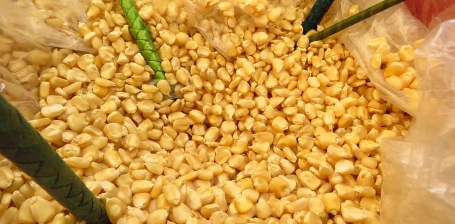 Esperan productores de maíz un rendimiento del 15% más en cosechas